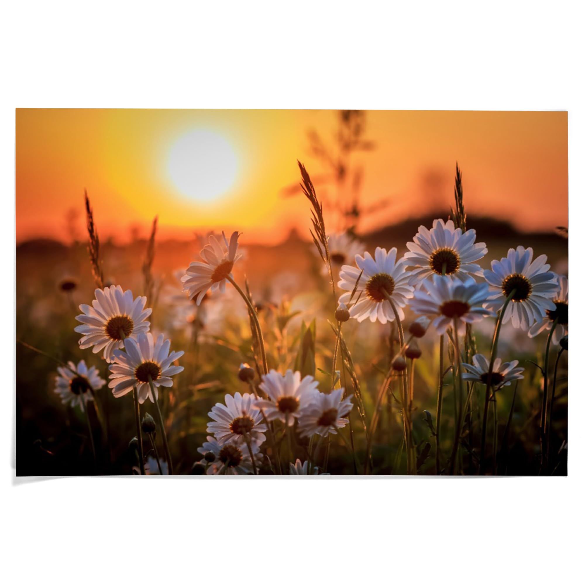 Amazon.com: Lantern Press 36x54 Inch Giclee Art Print Wall Decor